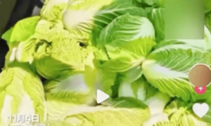 一则谣言毁了近200亩白菜，损失逾百万！责任谁担？