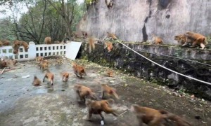 贵阳黔灵山猴群突然蜂拥下山，网友称被吓得汗毛直立，园方回应